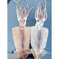 dried equatorial squid wholesale china supply